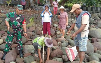 Pemdes Boyongpante Gelar Penanaman Mangrove untuk Jaga Kelestarian Lingkungan